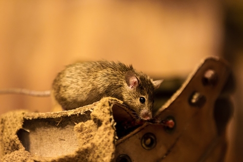 House Mouse