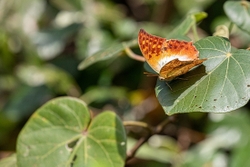 Butterfly Pearl Emperor