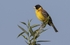 Black Headed Bunting