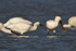 Spoonbill takes a peck at another during feeding in Brownsea Lagoon