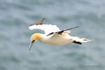 Gannet