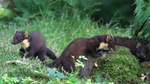 Pine Marten