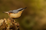 Nuthatch - Lackford Lakes