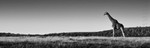 Giraffe Pano