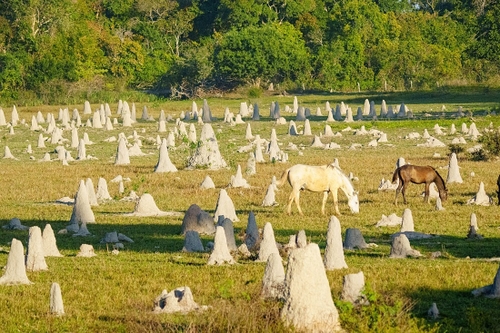 These were everywhere but this particular field had more than we saw anywhere else!