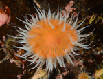 Sagartia elegans venusta