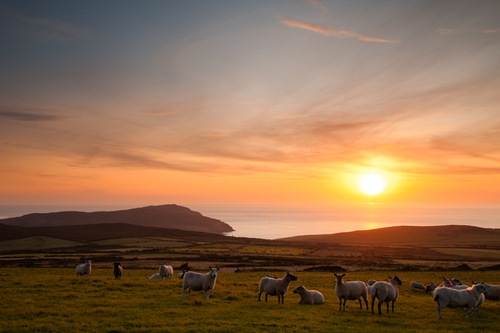 The late summer setting sun over the sound with the Calf in the distance....and the sheep.