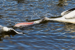 Single pelican beak open 2. 0A3A6228