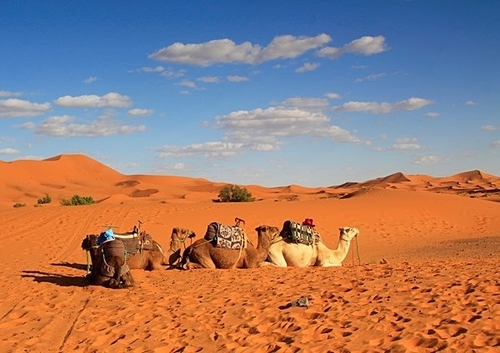 [align=center][size=11][b]Sahara Desert, Morocco [/b][/size]

A group of camels rest in the Sahara Desert. Perhaps…