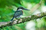 Green Kingfisher