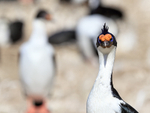 Imperial Shag head front view, Carcass Island, Falklands