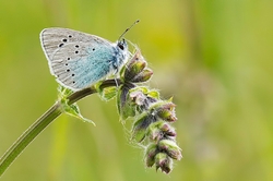 Green Underside Blue