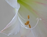 Beauty in Bloom 3   11 x 14