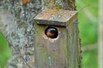 Common Redstart