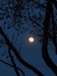 Moon Through Trees