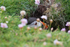 Puffen Cute 2