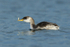 Red-necked Grebe with fish, Farmoor Reservoir