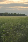 <center>Summer Evening</center><br>