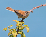 Whitethroat portfolio