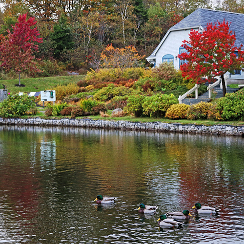 The duck pond at Rockwood Park showing off fall reflections and with resident waterfowl enjoying the seasonal ambience.