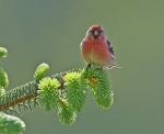 Redpoll