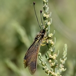 Libelloides ictericus (Ascalaphinae) M