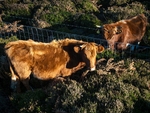 Cattle (03)