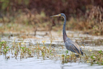 Tricolored Heron standing upright, Florida