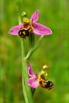 Bee Orchid
