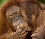 Gizza Kiss