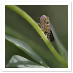 Frog Hopper