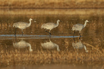 Reflection of three Sandhill Cranes, South Pond, Bosque del Apache