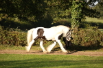 SBM_58672