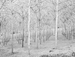 0536 - Birch Plantation