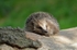 Hedgehog
