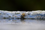 12th August Wasp Drinking