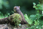 Pine Marten