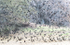 RED-WINGED BLACKBIRDS - FALL MIGRATION
