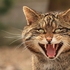 Scottish Wildcat