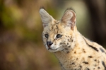 A Point of Attention (Serval)