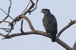 Crested Serpent-Eagle, Panna Tiger Reserve, Madhya Pradesh, India