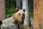 Brown Bear
