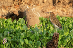 Rufescent Tiger-heron (juvenile) perched, Corixo Negro, Brazil