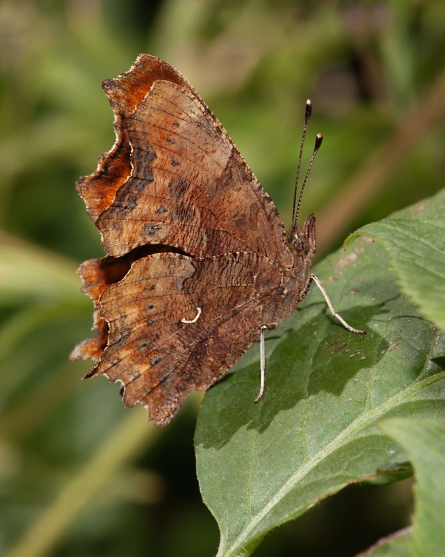 Comma - Dee Estuary