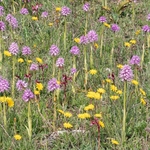 Wavy-leaved monkey orchid (Orchis italica), plus spikes of Pink Butterfly orchid (Anacamptis papilionacea subsp rubra)