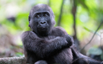 Baby gorilla three years old