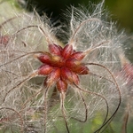 Old man's beard (Clematis vitalba) 