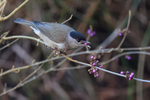 Blackcap (male) eating purple Callicarpa berry, Oxfordshire