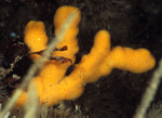Axinella dissimilis