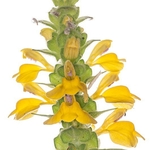 Bellardia (Bellardia trixago